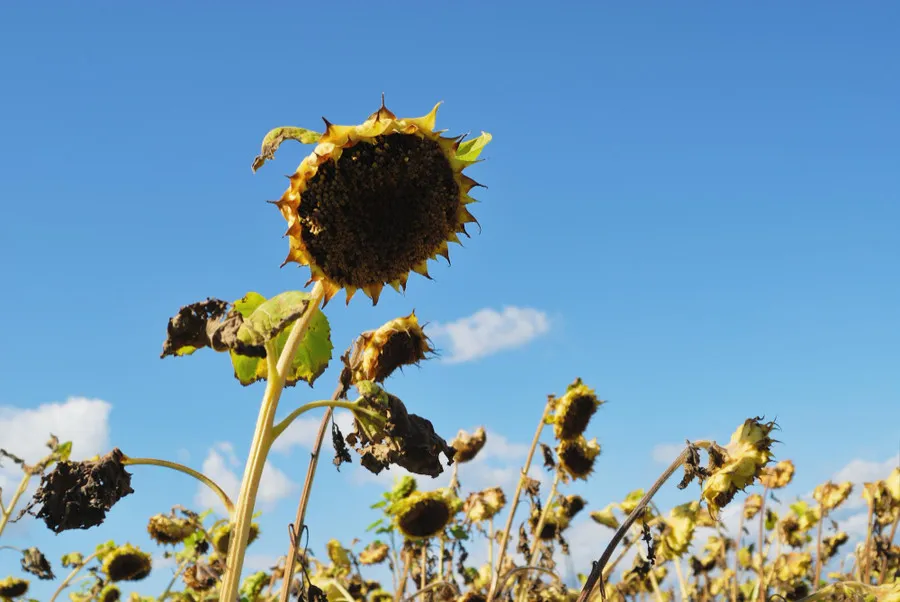 Как добиться успешного урожая подсолнечника: секреты посева