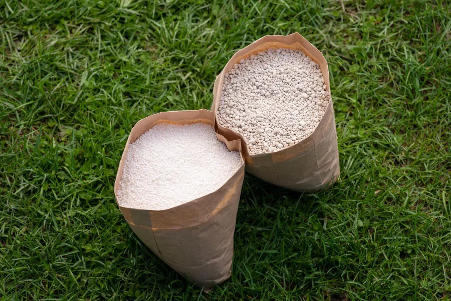 Как добиться успешного урожая подсолнечника: секреты посева