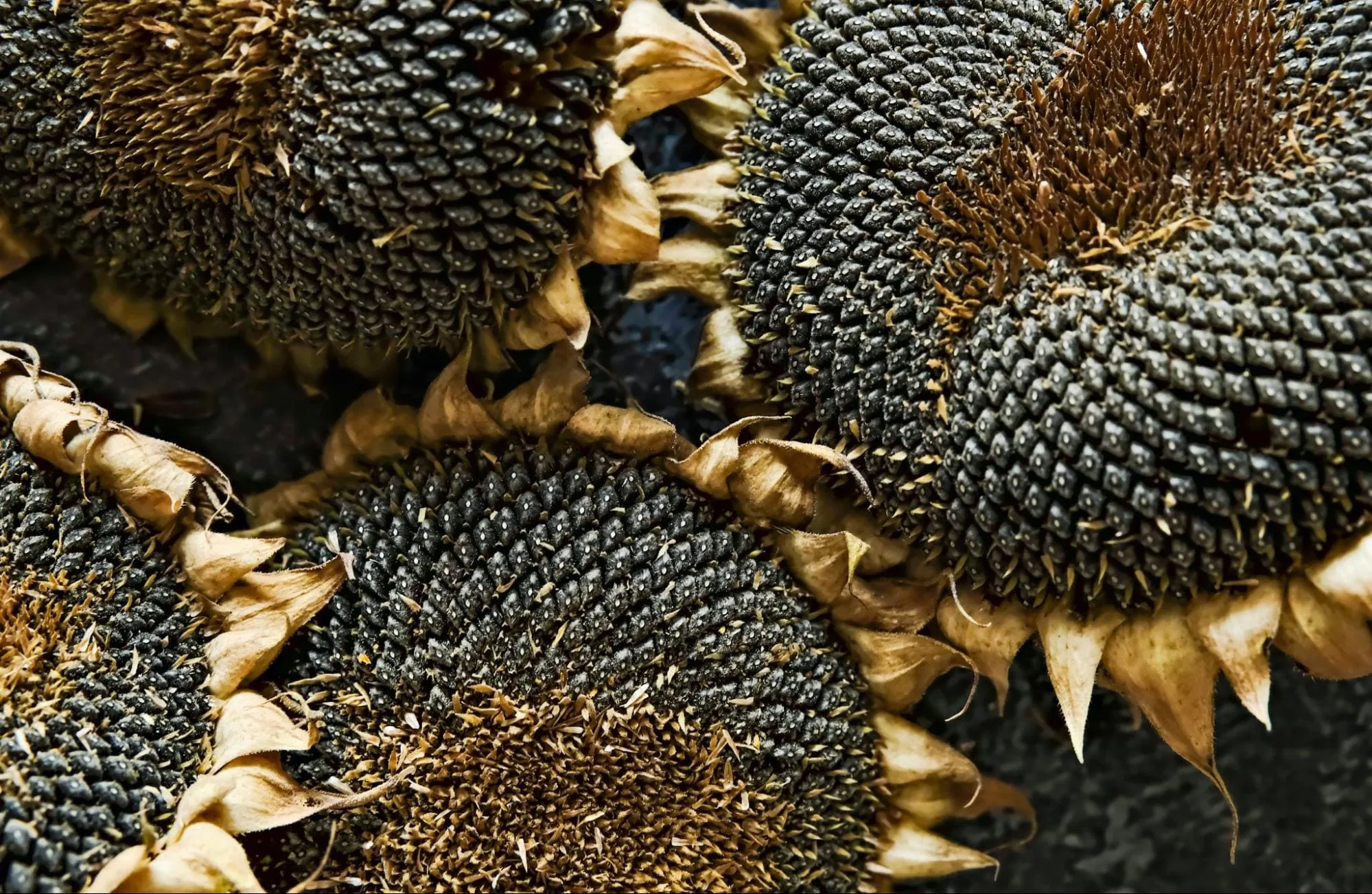 Подсолнечник: когда собирать и обрабатывать урожай, первичная обработка