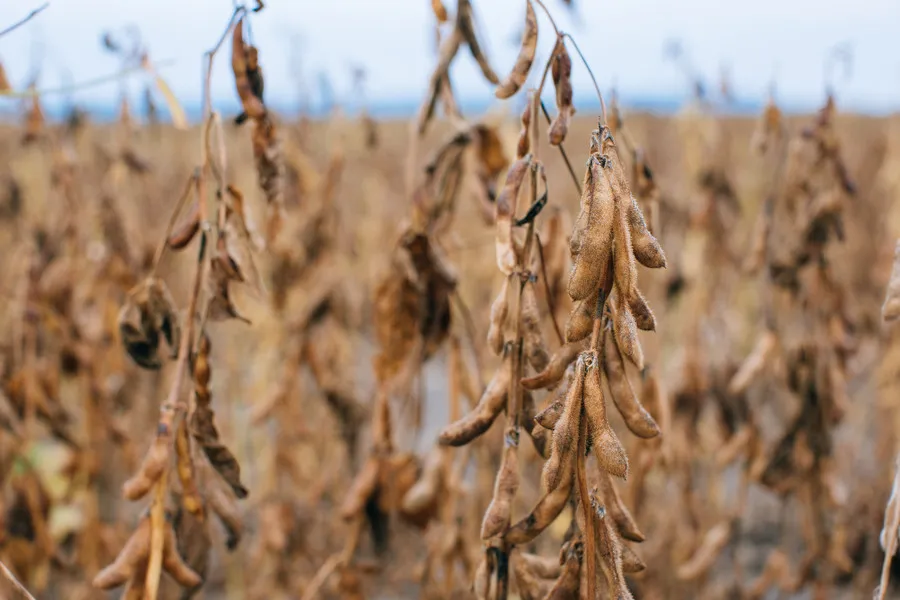 Сбор сои: оптимальные сроки и технологии для высококачественного урожая