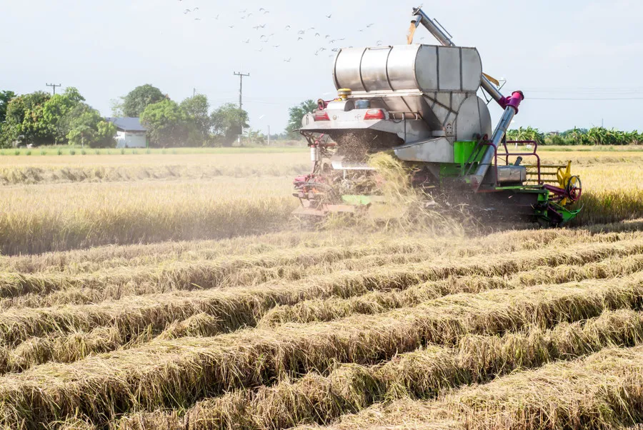Современные технологии возделывания риса: посев и сбор