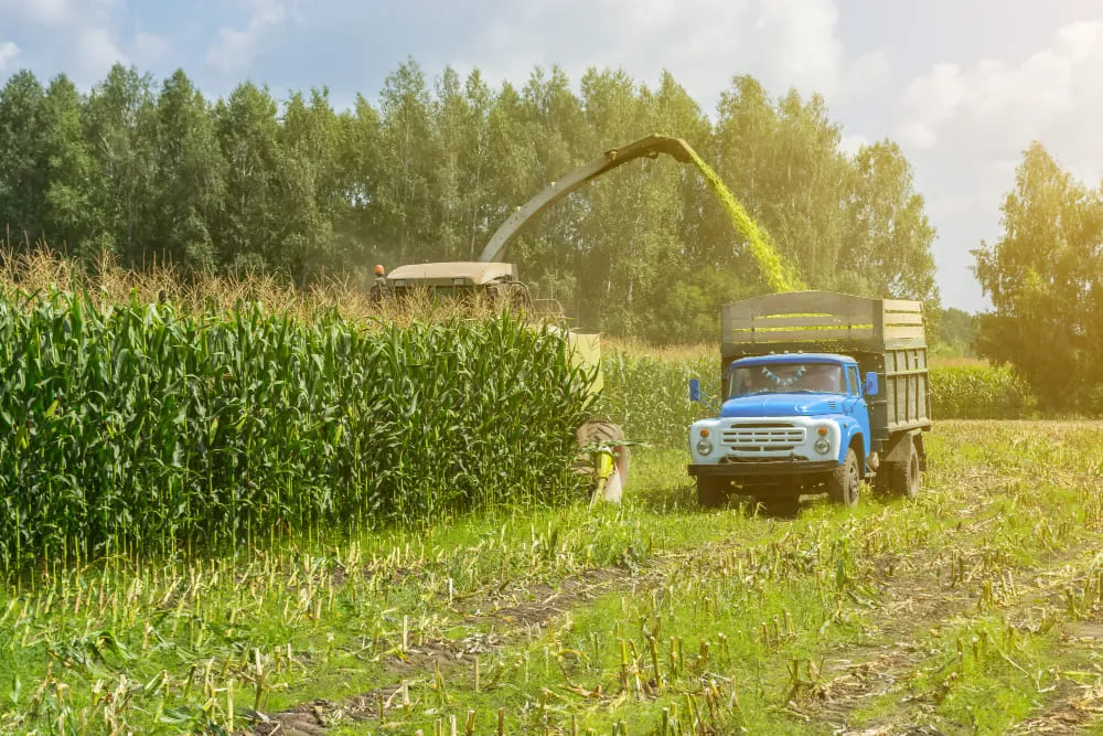 Уборка кукурузы: выбор техники