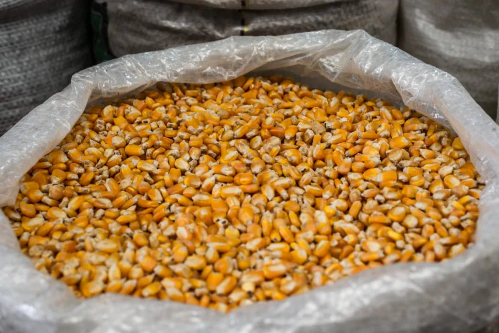 Уборка кукурузы: последующие этапы