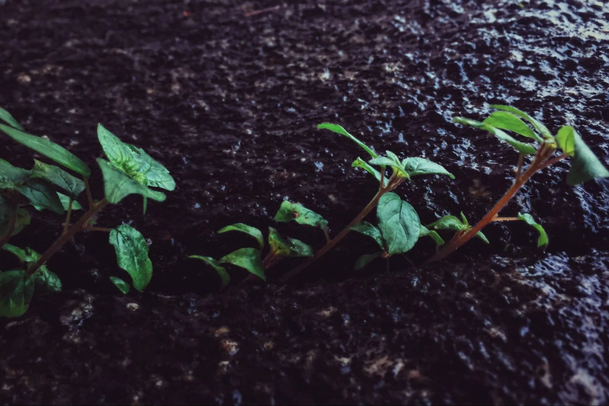 Все о вспашке земли: когда стоит отложить пахотные работы