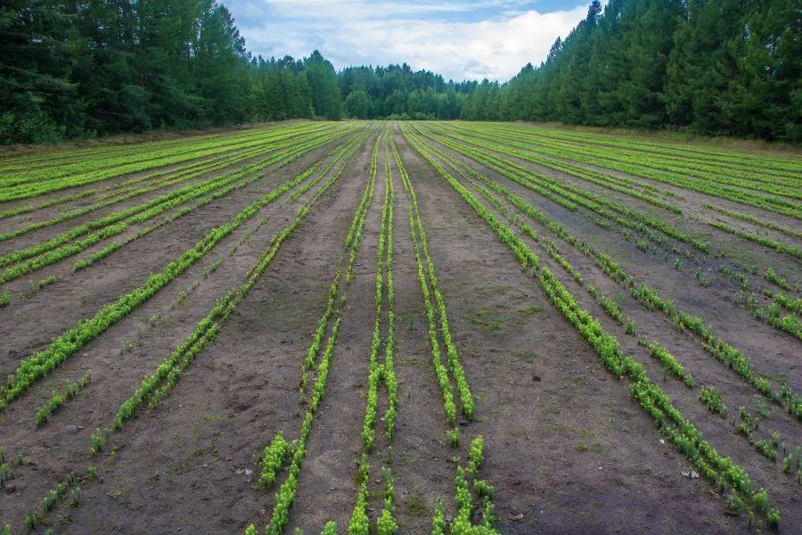 Мелиорация земель: цели, задачи и методы