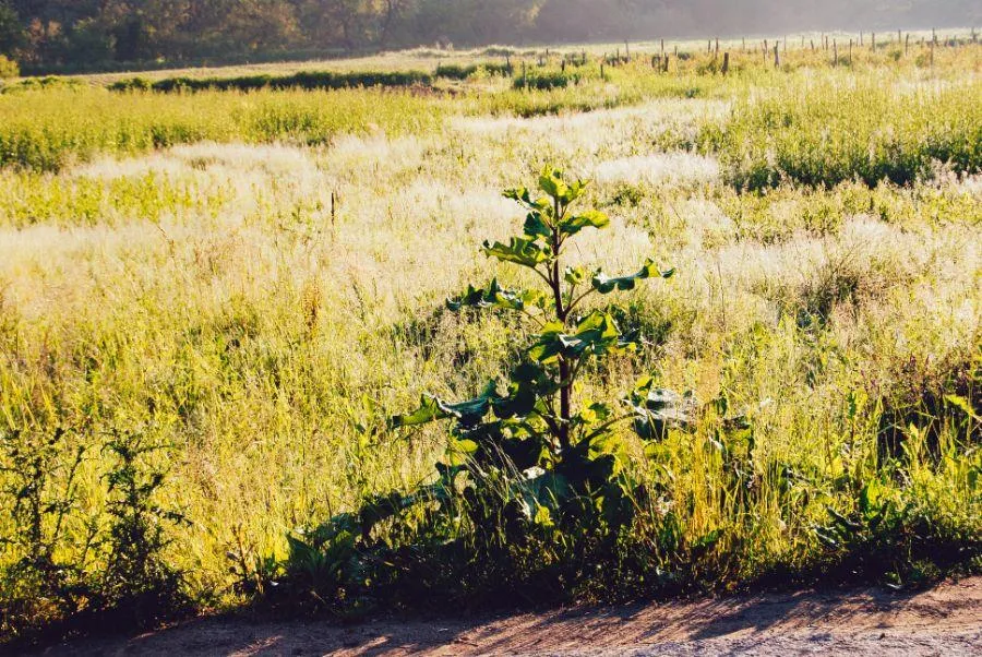 Технология вспашки: причины проведения вспашки