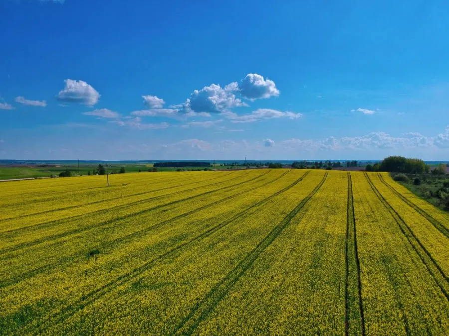 No-till и Strip-till: преимущества Strip-till