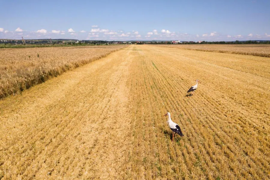 Преимущества No-till No-till и Strip-till: преимущества No-till