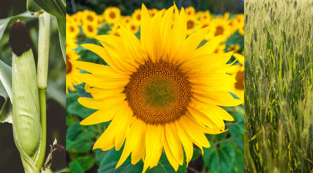 Севооборот: основные виды и типы