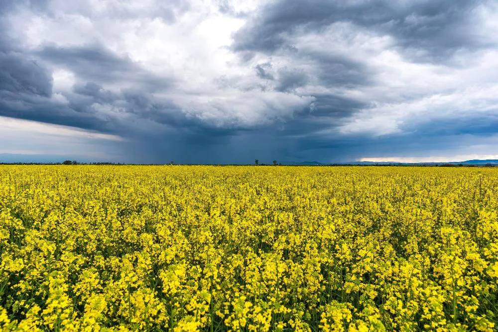 Технология уборки горчицы: влияние погодных условий на сроки скашивания