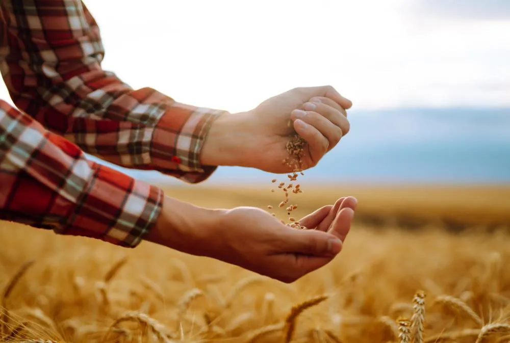 Обработка семян: важные шаги перед посевом для гарантии высокого урожая