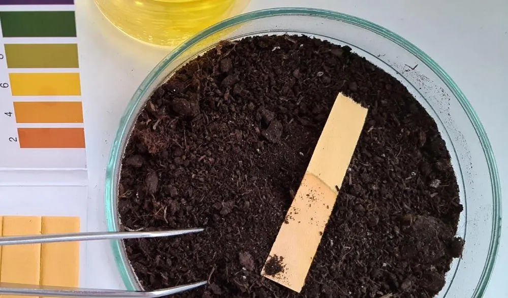 Севооборот: распространенные ошибки в организации севооборота