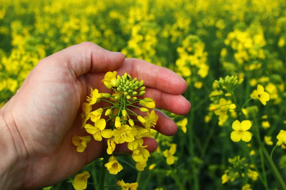 Технология уборки горчицы: советы по выбору техники и методов