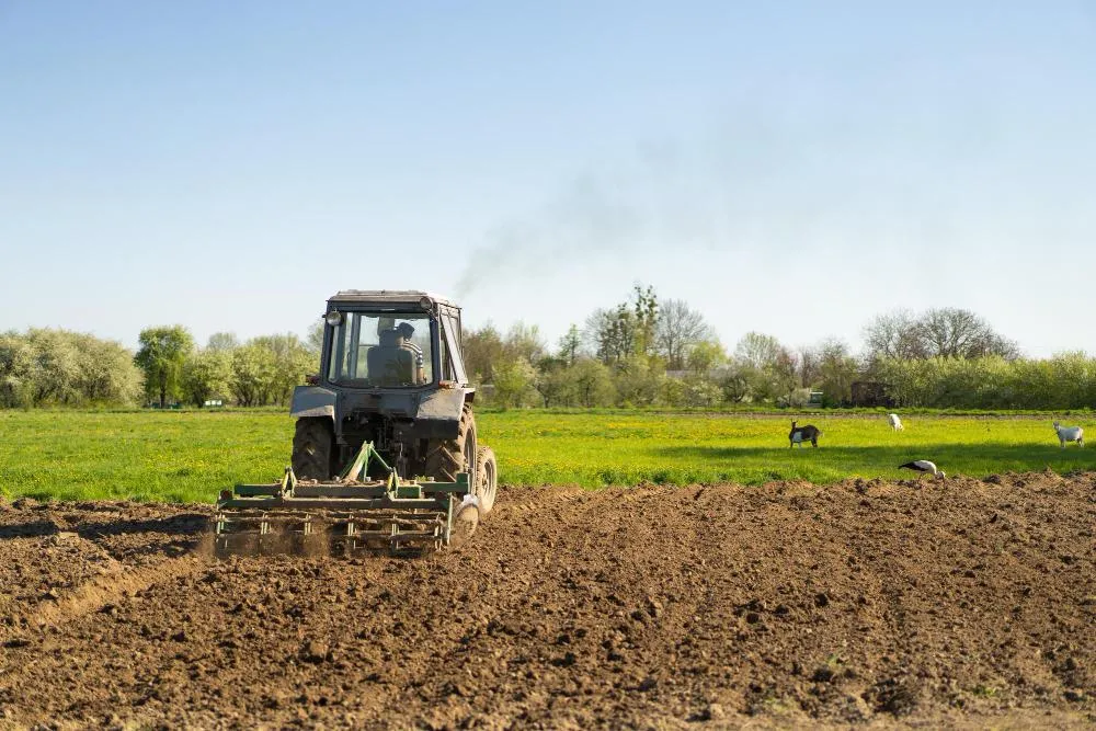 Технология уборки горчицы: Как обеспечить высокое качество урожая