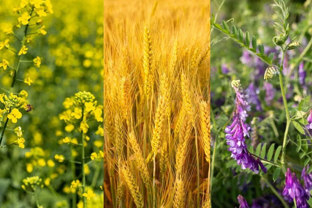 Севооборот: ключевые шаги для планирования и повышения эффективности посевов